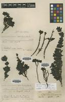 Isotype of Coprosma hookeri Stapf [family RUBIACEAE]