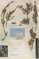 Type of Astroloma denticulatum R.Br. [family EPACRIDACEAE]