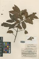Type of Flindersia chrysantha Merr. & L.M.Perry [family RUTACEAE]