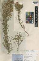 Isotype of Eurybia rosmarinifolia DC. [family ASTERACEAE]