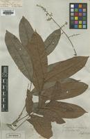 Type of Porocystis toulicioides Radlk. [family SAPINDACEAE]
