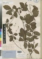 洋書 古書 アンティーク イギリスの植物図鑑 美しいカラー図版48