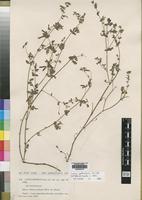 Isotype of Lotus hispidus Pau var. vidalii [family LEGUMINOSAE]