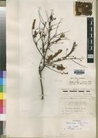 Type of Elephantorrhiza rubescens Gibbs [family LEGUMINOSAE]