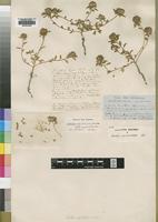 Isosyntype of Smithia capitulifera Baker [family LEGUMINOSAE]