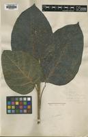 Type of Ficus costata Aiton [family MORACEAE]