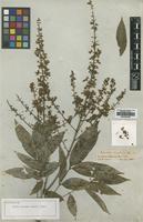 Isolectotype of Sapindus cerasina Benth. [family SAPINDACEAE]