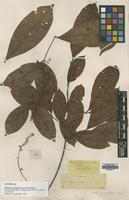 Syntype of Matayba inelegans Spruce ex Radlk. [family SAPINDACEAE]