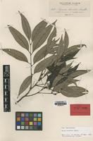 Isolectotype of Guioa discolor Radlk. [family SAPINDACEAE]
