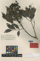 Isotype of Guioa truncata Radlk. [family SAPINDACEAE]