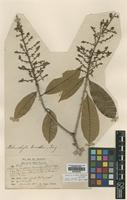 Isotype of Melanochyla kunstleri King [family ANACARDIACEAE]