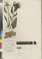 Type of Dirichletia duemmeri Wernham [family RUBIACEAE]