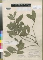 Syntype of Tricalysia myrtifolia S.Moore [family RUBIACEAE]