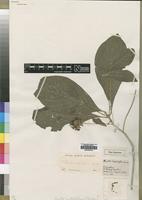 Type of Pavetta conflatiflora S.Moore [family RUBIACEAE]