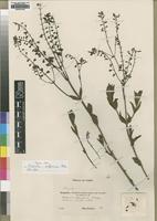 Holotype of Fuerstia adpressa A.J.Paton [family LAMIACEAE]