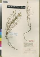 Type of Achyropsis graminea Suess.&Overkott [family AMARANTHACEAE]