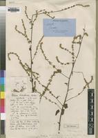 Type of Celosia loandensis Baker [family AMARANTHACEAE]