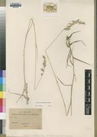 Type of Schmidtia pappophoroides Steud. [family POACEAE]