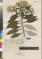 Type of Helichrysum goetzeanum O.Hoffm. [family ASTERACEAE]