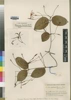 Isotype of Jasminum thomense Exell [family OLEACEAE]