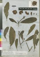 Isotype of Annularia natalensis Hochst. [family APOCYNACEAE]