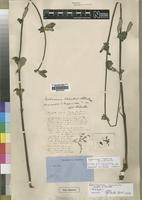 Holotype of Raphionacme welwitschii Schltr.&Rendle [family ASCLEPIADACEAE]