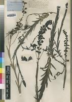 Type of Gerardiina angolensis Engl. [family SCROPHULARIACEAE]
