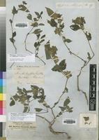 Filed as Phaulopsis imbricata (Forssk.) Sweet ssp. imbricata [family ACANTHACEAE]