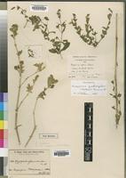 Holotype of Disperma affine S.Moore [family ACANTHACEAE]