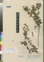 Type of Dyschoriste hildebrandtii S.Moore var. mollis [family ACANTHACEAE]