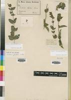 Filed as Justicia odora (Forssk.) Lam. [family ACANTHACEAE]