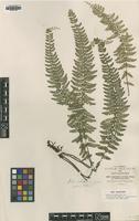 Type of Asplenium erectum Bory ex Willd. [family ASPIDIACEAE]