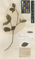 Type of Gardenia collinsae Craib [family RUBIACEAE]