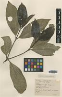 Type of Psychotria sempervirens Geddes [family RUBIACEAE]
