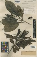 Type of Pavetta basilanensis Bremek. [family RUBIACEAE]