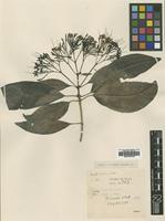 Type of Pavetta nervosa Craib [family RUBIACEAE]