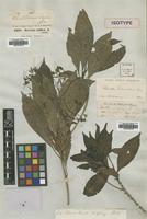 Isotype of Pavetta hohenackeri Bremek. [family RUBIACEAE]