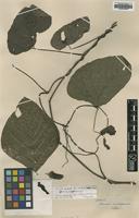 Isolectotype of Mucuna imbricata DC. [family LEGUMINOSAE]