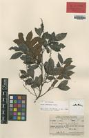 Isolectotype of Guioa pteropoda Radlk. [family SAPINDACEAE]