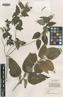 Type of Acalypha amphigyne S.Moore [family EUPHORBIACEAE]