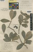 Isotype of Wallenia corymbosa Urb. [family MYRSINACEAE]