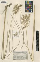 Type of Danthonia archboldii Hitchc. [family POACEAE]