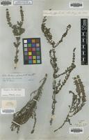 Type of Gardoquia fasciculata Benth. [family LAMIACEAE]