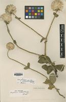 Type of Gomphrena schlechtendaliana Mart. [family AMARANTHACEAE]