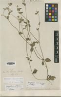 Isotype of Gomphrena microcephala Moq. [family AMARANTHACEAE]