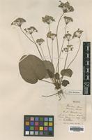 Type of Primula obconica Hance [family PRIMULACEAE]