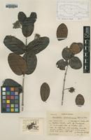 Type of Rondeletia clarendonensis Britton ex S.Moore [family RUBIACEAE]
