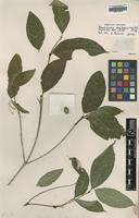 Syntype of Coussarea leptopus Müll.Arg. [family RUBIACEAE]