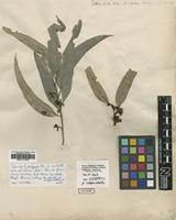Type of Eucalyptus saligna Sm. [family MYRTACEAE]