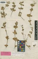 Holotype of Achyranthes nelsonii H.St.John [family AMARANTHACEAE]